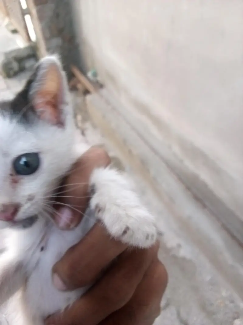 urgent sale 3 weeks ki hai female cat — photo 2