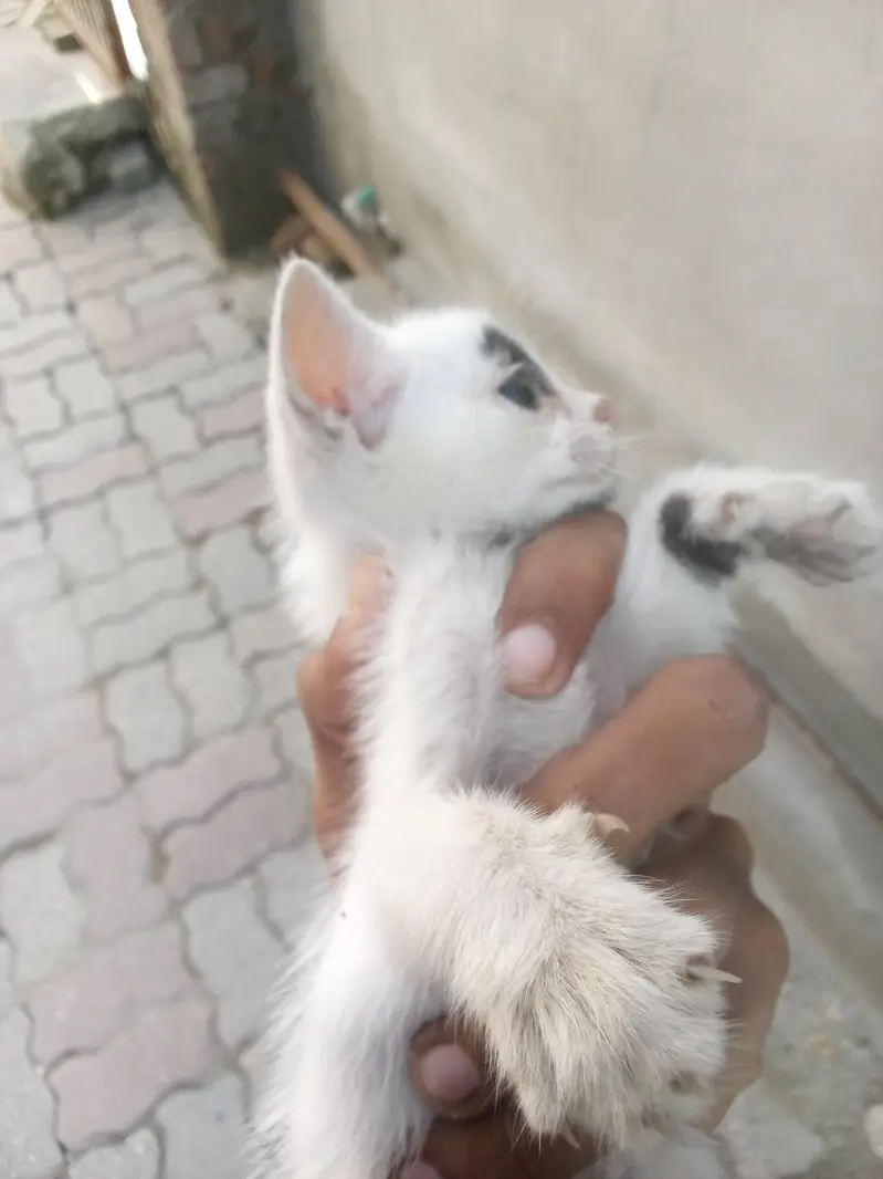 urgent sale 3 weeks ki hai female cat — photo 3