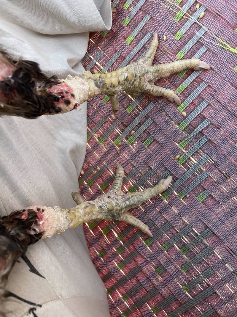 Pair for sell 5