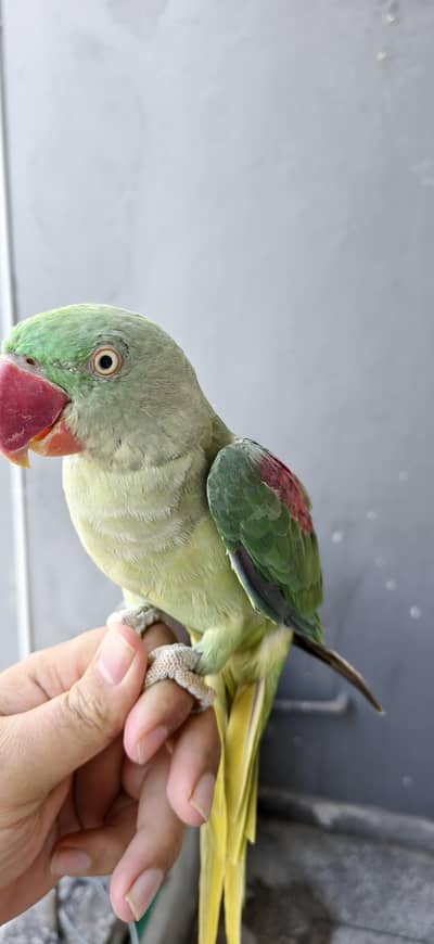 parrot available