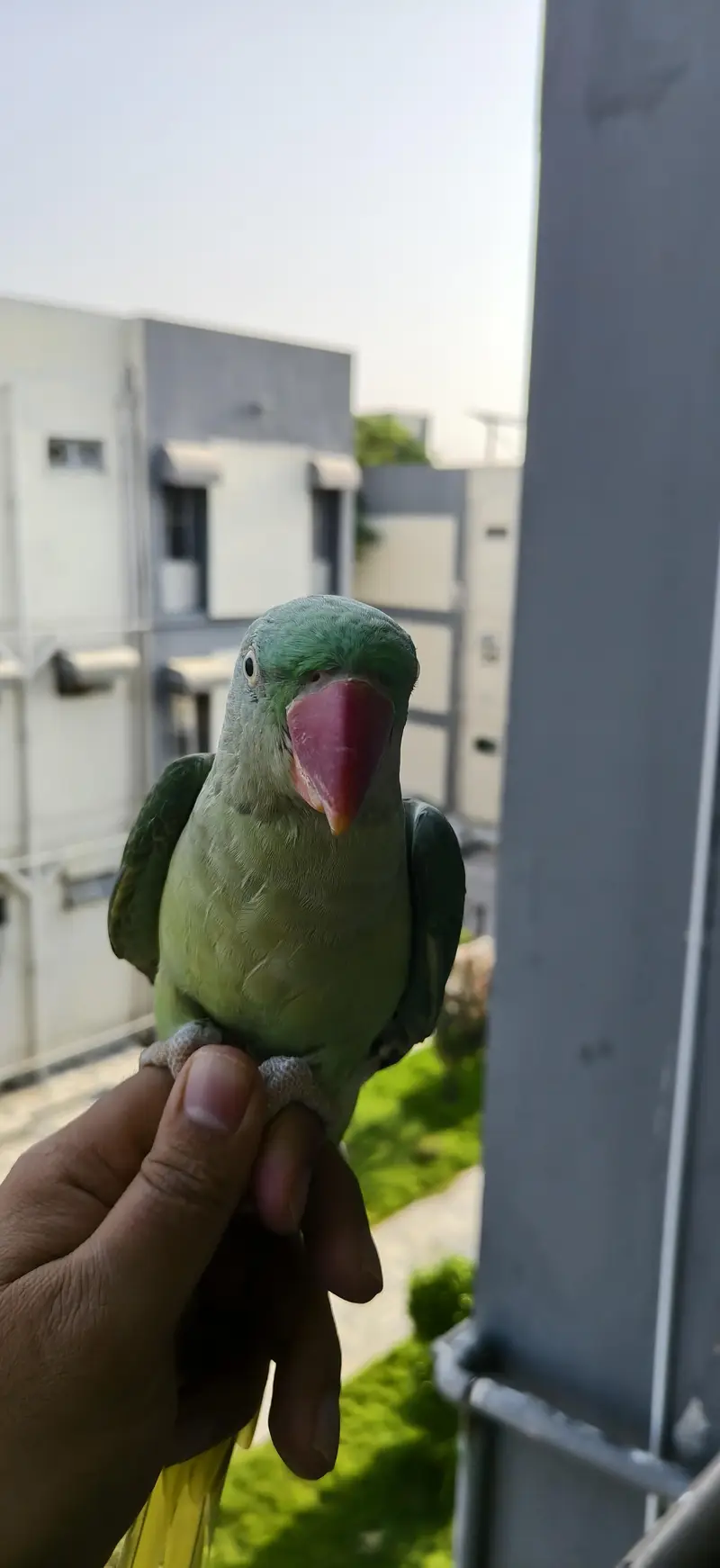 parrot available — photo 2