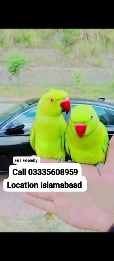 Single 5,000 Fixed Hand Tamed Green Ring Neck Parrot's Male/Female