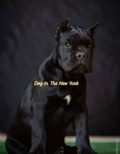 Giant Imported Cane Corso Puppy Available For Sale