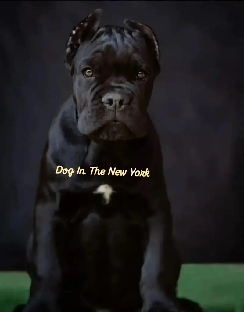 Giant Imported Cane Corso Puppy Available For Sale — photo 2