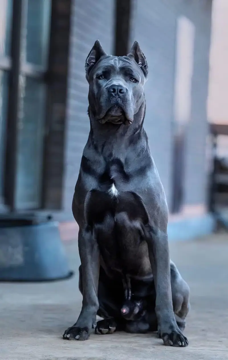 Giant Imported Cane Corso Puppy Available For Sale — photo 3