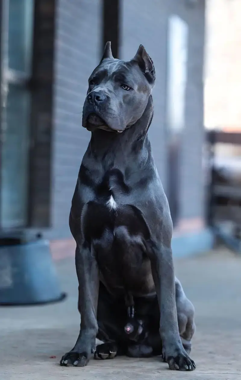Giant Imported Cane Corso Puppy Available For Sale — photo 4