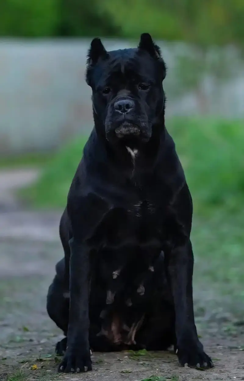 Giant Imported Cane Corso Puppy Available For Sale — photo 5