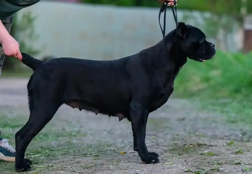 Giant Imported Cane Corso Puppy Available For Sale — photo 6
