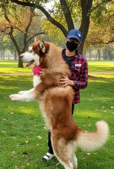 Siberian husky dog 