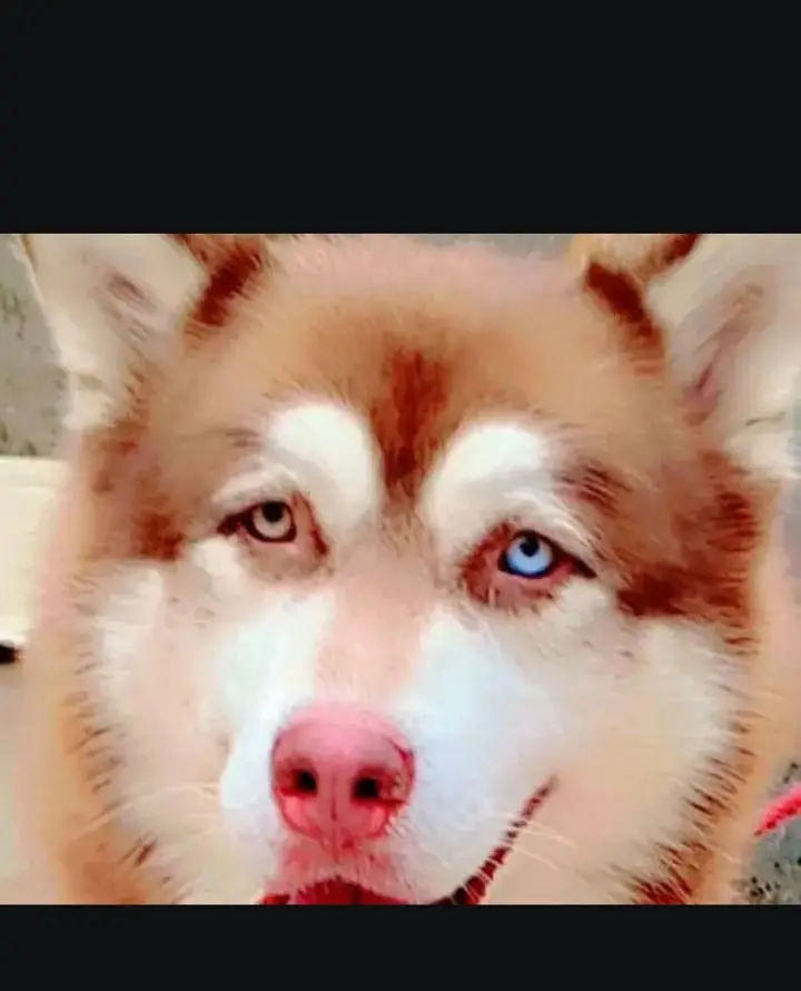 Siberian husky dog  — photo 2