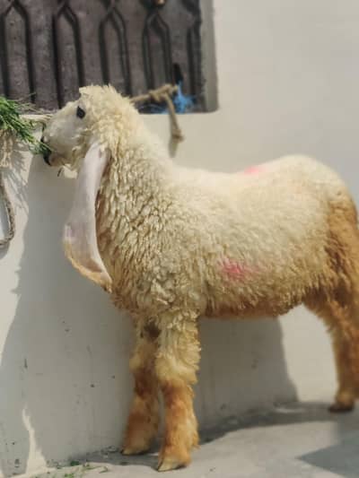 kajla cross chatra
