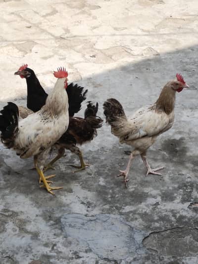 3 murgiya 1 murga h koi masla ni h bachy thy jb laye thy ab sale krny