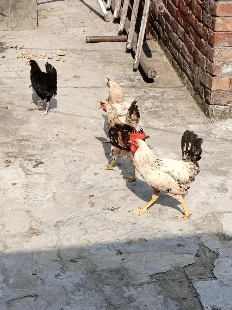 3 murgiya 1 murga h koi masla ni h bachy thy jb laye thy ab sale krny — photo 2