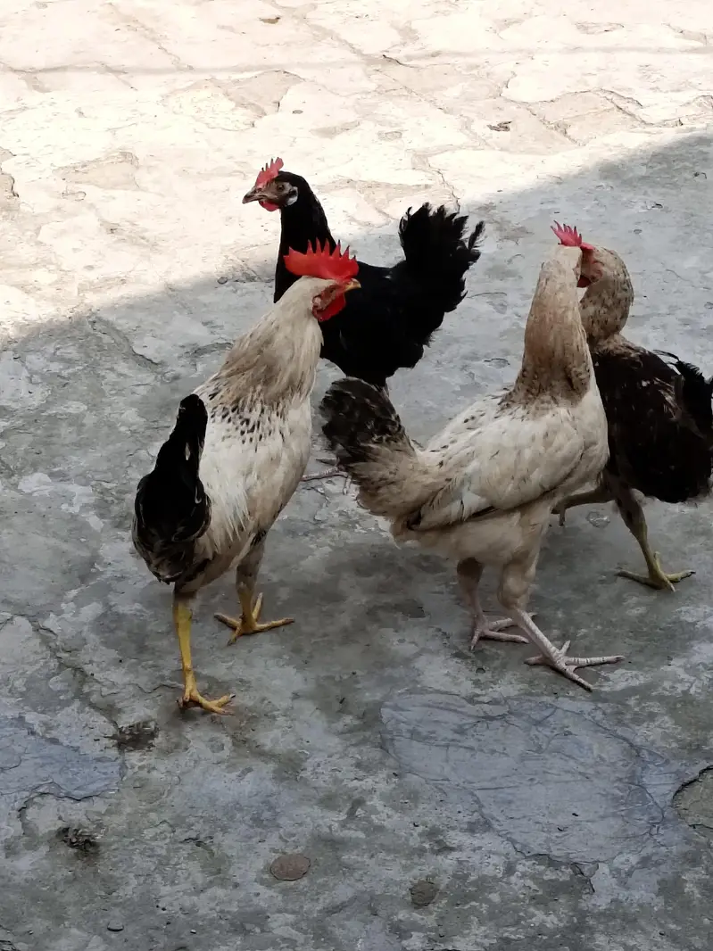 3 murgiya 1 murga h koi masla ni h bachy thy jb laye thy ab sale krny — photo 3
