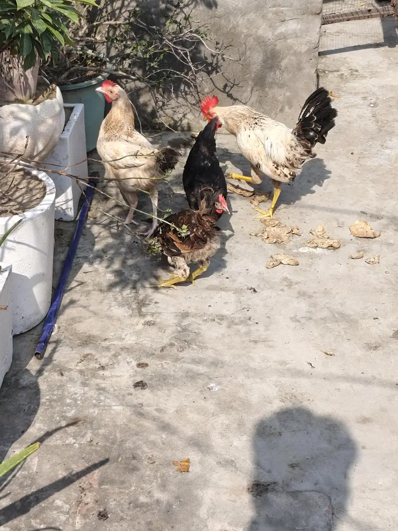 3 murgiya 1 murga h koi masla ni h bachy thy jb laye thy ab sale krny — photo 5