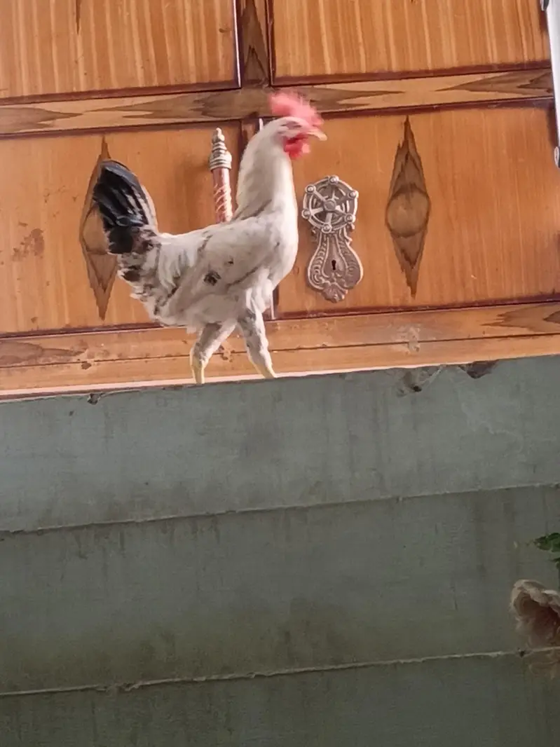 3 murgiya 1 murga h koi masla ni h bachy thy jb laye thy ab sale krny — photo 6