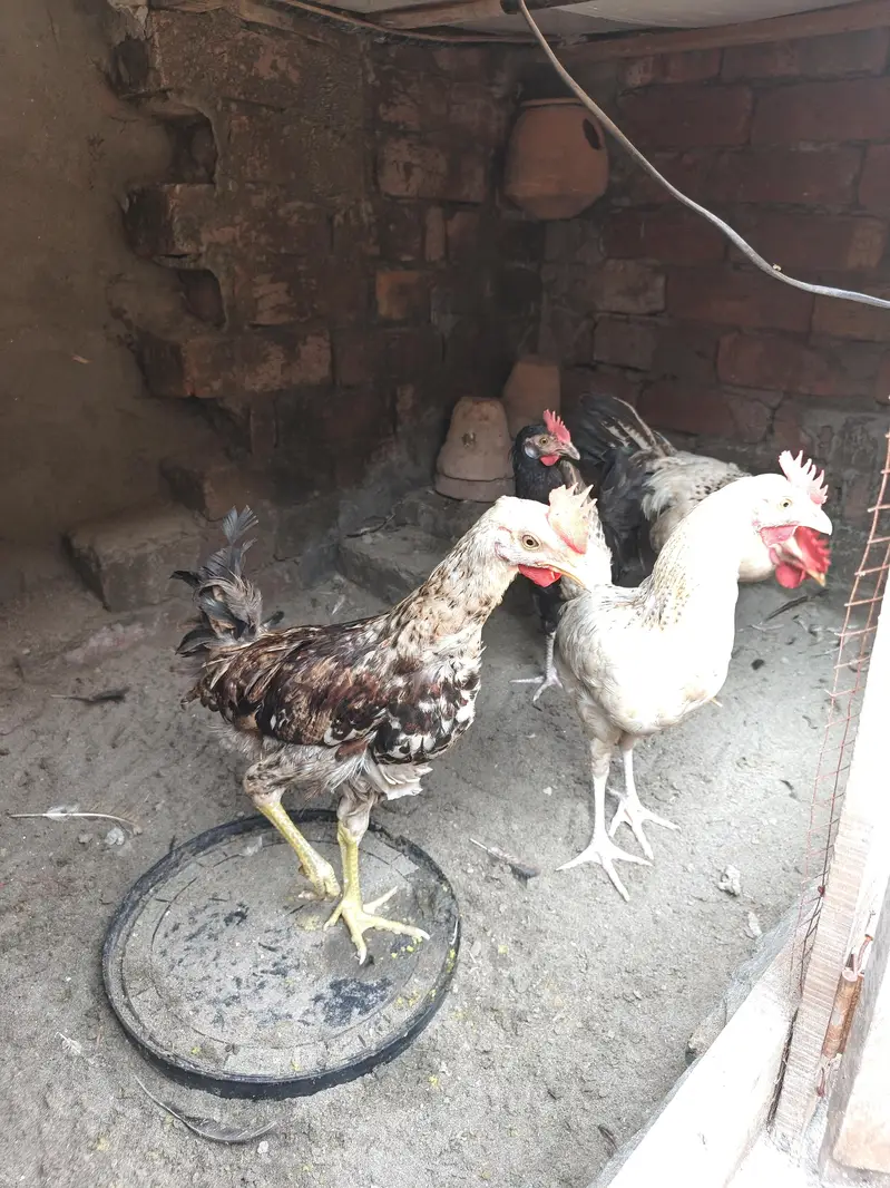 3 murgiya 1 murga h koi masla ni h bachy thy jb laye thy ab sale krny — photo 7