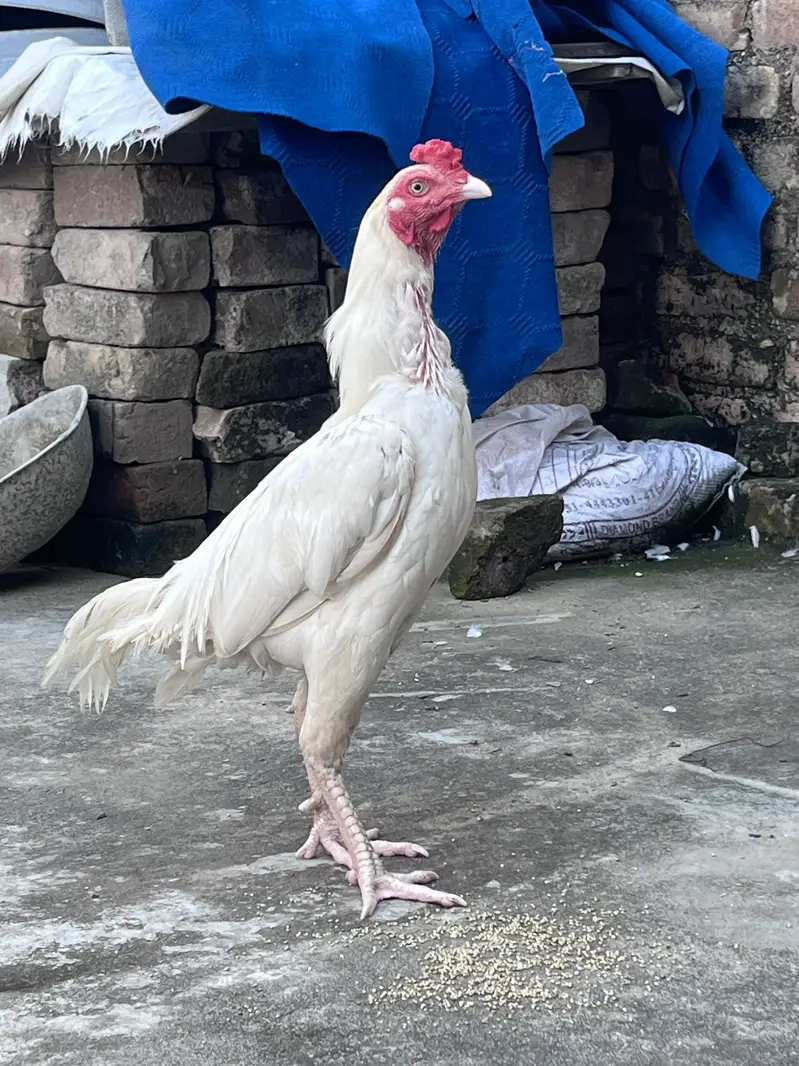 White patha chiti nok nali ankh ma full tayar — photo 2