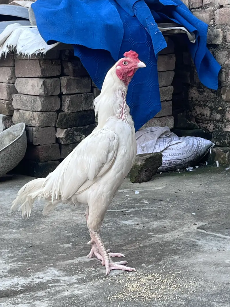 White patha chiti nok nali ankh ma full tayar — photo 3