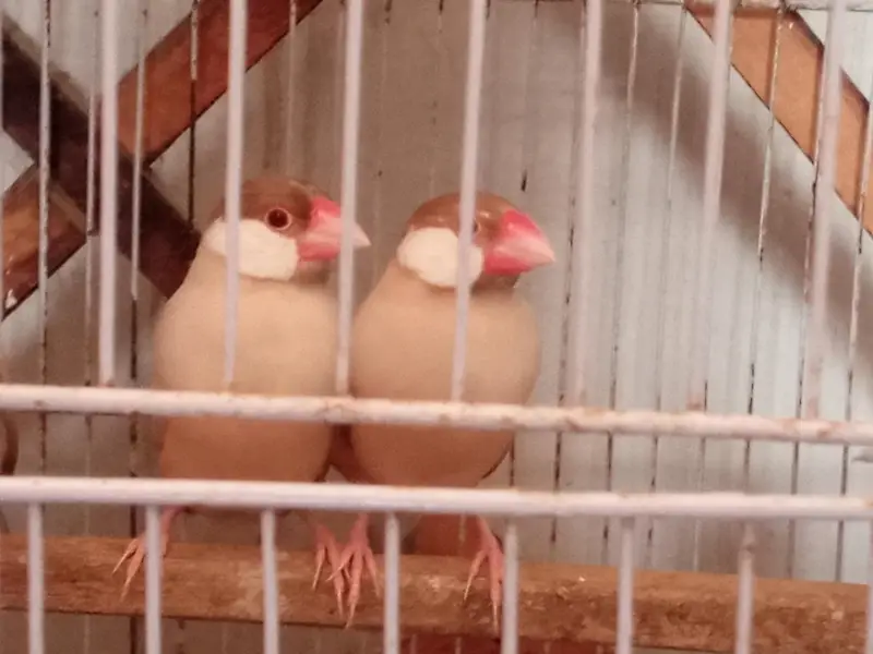 fown jawa pair