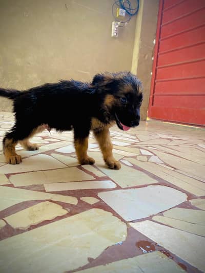 for sale