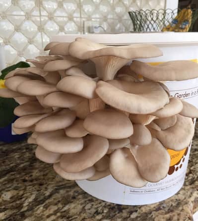 Fresh Organic Oyster Mushrooms Homegrown in Lahore