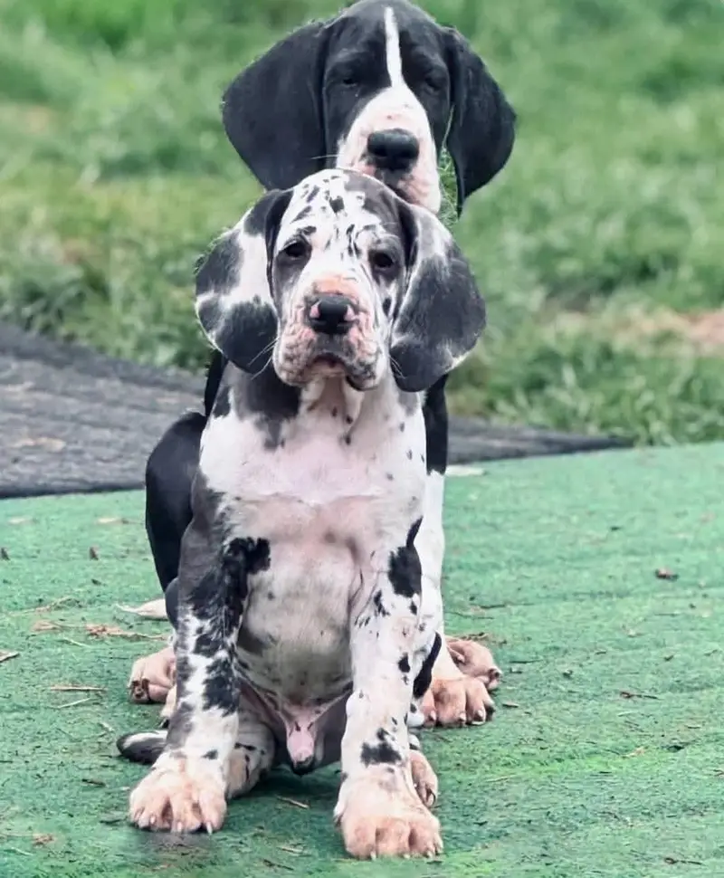 Harley Quin Great Dane Giant Size Puppy Available For Sale