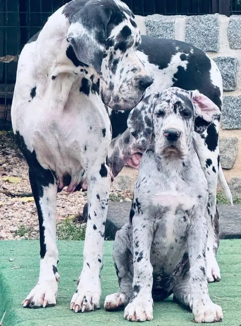Harley Quin Great Dane Giant Size Puppy Available For Sale — photo 2