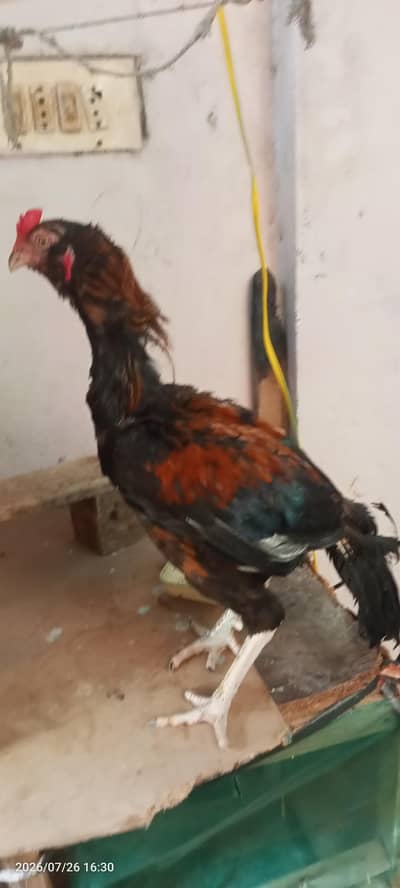 murgi 3000 Patha 3100