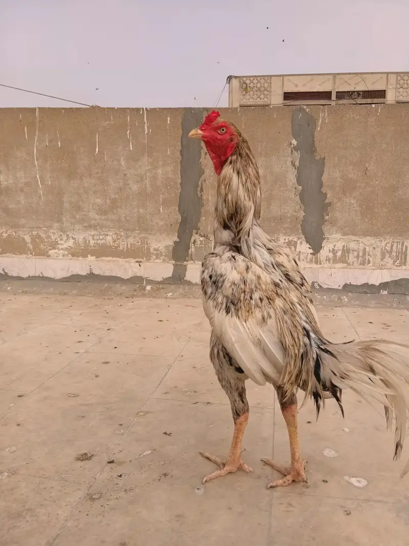 aseel. murga for sale — photo 3