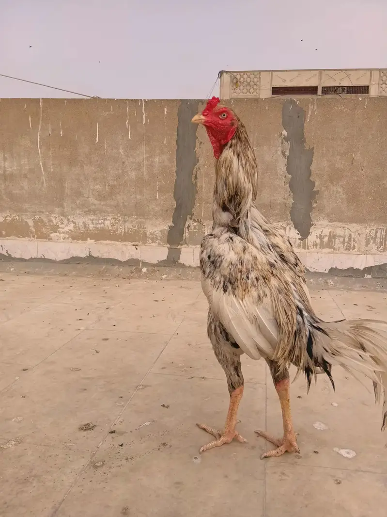 aseel. murga for sale — photo 4
