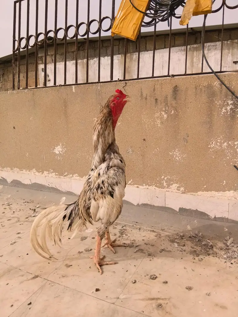 aseel. murga for sale — photo 5