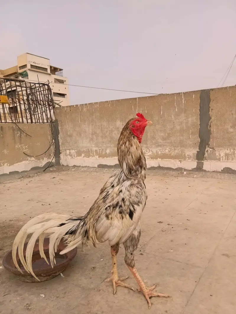 aseel. murga for sale — photo 6