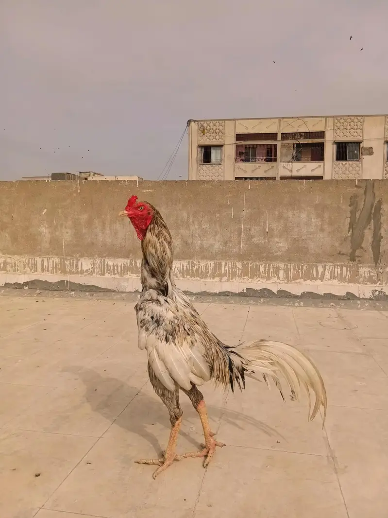 aseel. murga for sale — photo 7