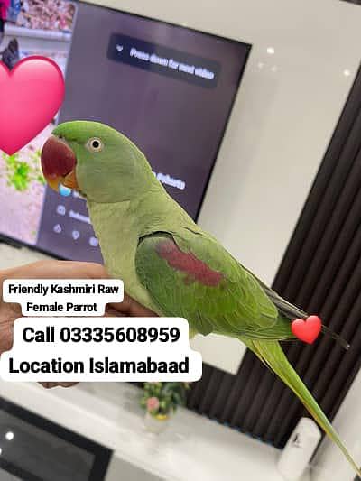 Hand Tamed Full Friendly Kashmiri Raw Female Parrot Jumbo Size