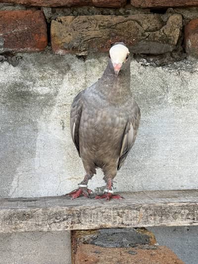Silver Mukhi Pair & Sentient Chick