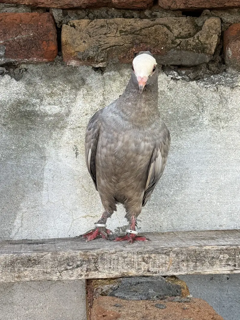 Silver Mukhi Pair & Sentient Chick