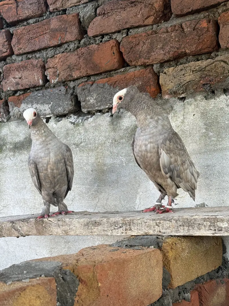 Silver Mukhi Pair & Sentient Chick — photo 2