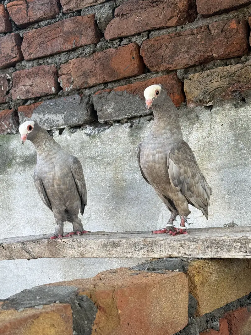 Silver Mukhi Pair & Sentient Chick — photo 3