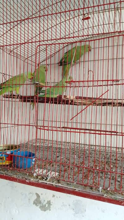 02 Pairs parrots Rs 8000 each pair