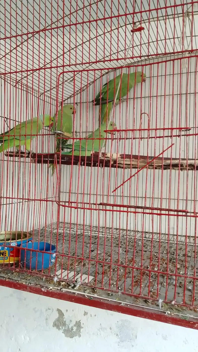 02 Pairs parrots Rs 8000 each pair
