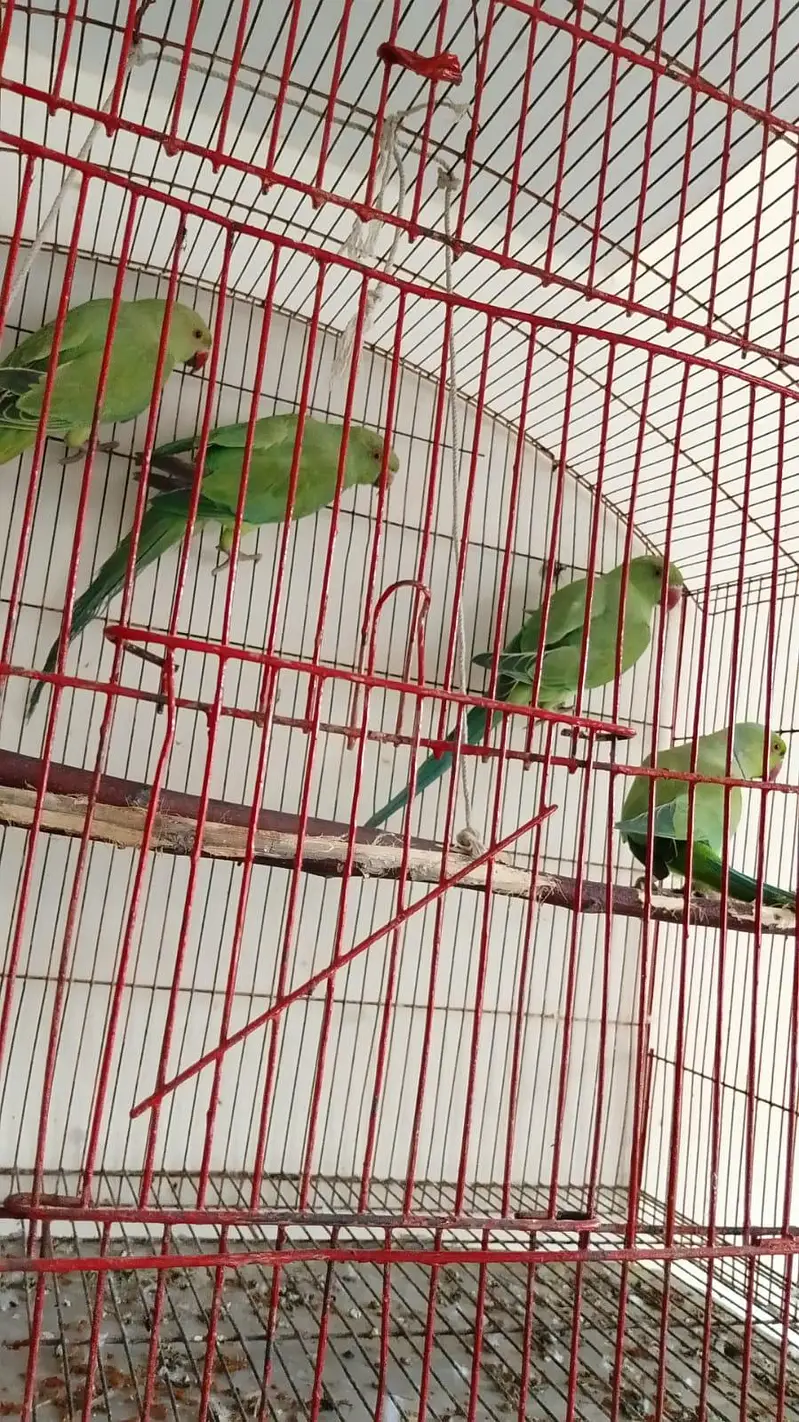 02 Pairs parrots Rs 8000 each pair — photo 2