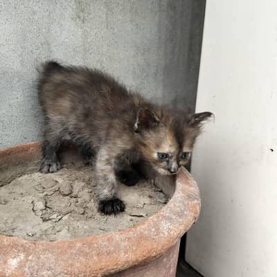 parsian cat