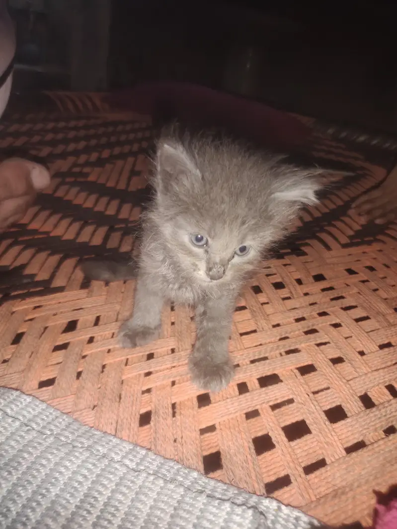 parsian cat — photo 2