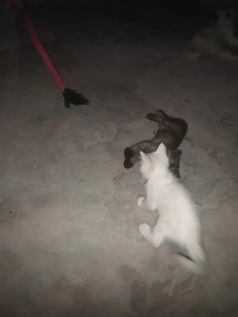 parsian cat — photo 3