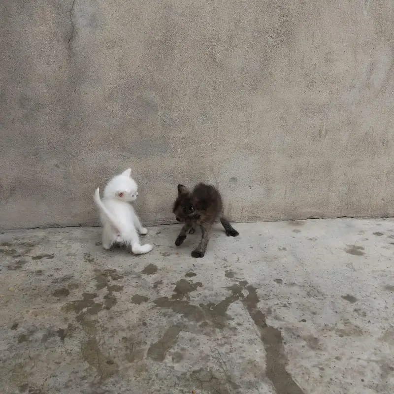 parsian cat — photo 4
