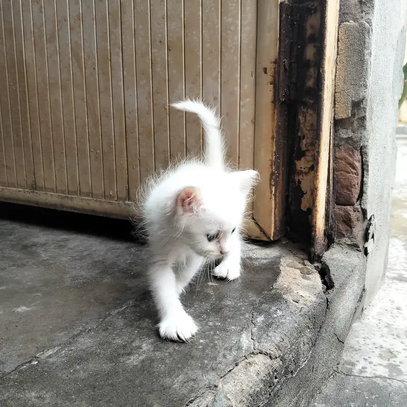 parsian cat — photo 5