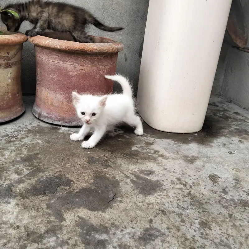 parsian cat — photo 6