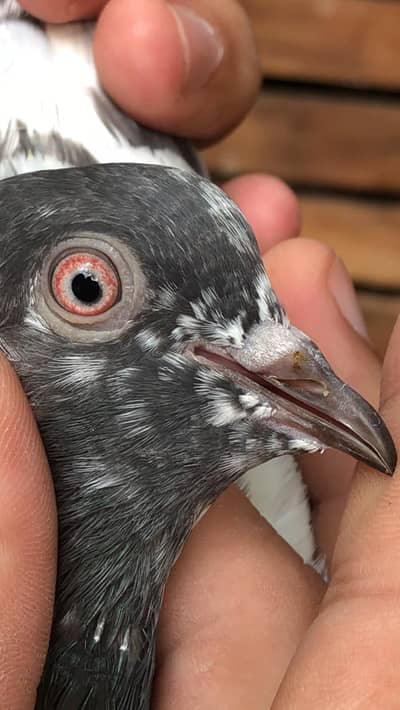 dovewali female
