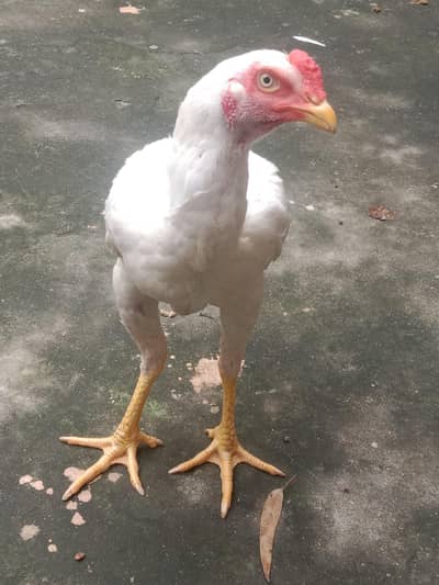Aseel Heera. 1 male 2 female( Set)o. 3.4. 5.6. 99.2. 901